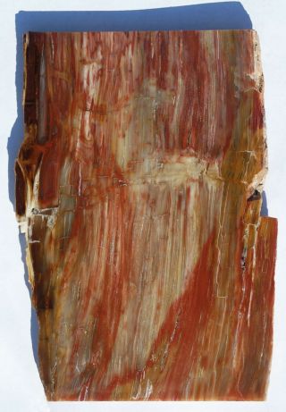 Two Polished,  Thin Petrified Wood Slabs,  Arizona And Washington State