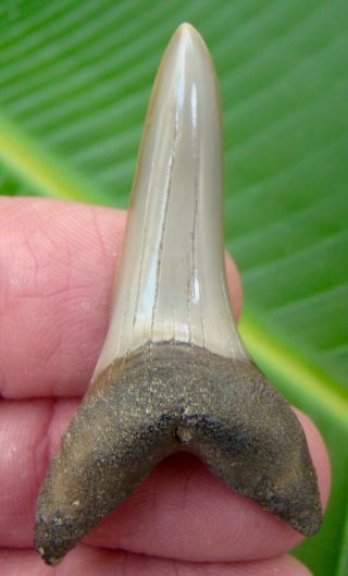 Mako Shark Tooth - Over 2 In.  Isurus Desori - Real Fossil - No Restorations
