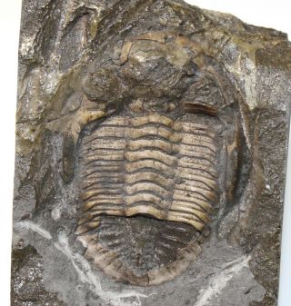Trilobite,  Greenops Boothi,  Devonian,  Hamliton Group,  York,  Usa - Eb7357