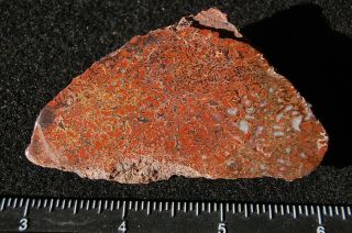 Utah Polished Gem Dinosaur Bone From The Henry Mountains 3 " X 1 3/4 "