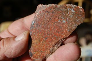 Utah polished gem dinosaur bone from the Henry Mountains 3 