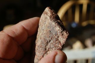 Utah polished gem dinosaur bone from the Henry Mountains 3 