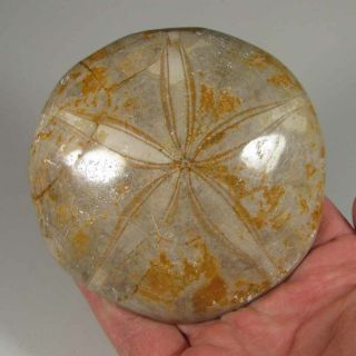3.  6 " Polished Fossil Sea Urchin Jurassic Period - Sakaraha,  Madagascar