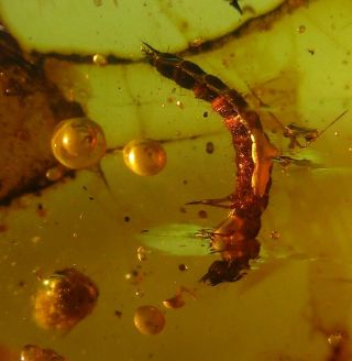 Carabidae Beetle Larvae.  Detailed & Well Preserved Fossil In Burmese