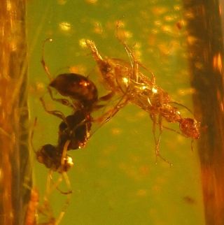 Anthicidae Beetle Tenebrionidae & Wasp.  Two Well Preserved Fossil Burmese Amber.