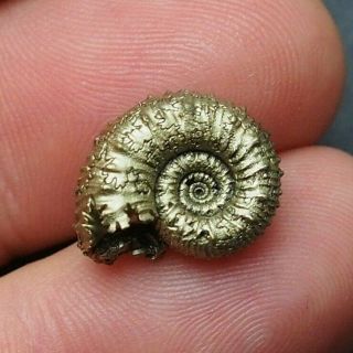 16mm Kosmoceras Sp.  Pyrite Ammonite Fossils Callovian Fossilien Russia