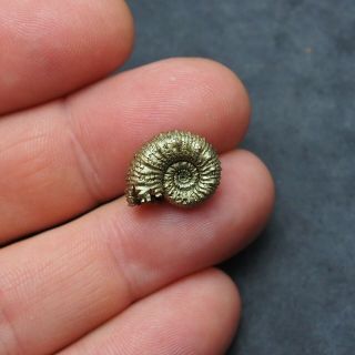 16mm Kosmoceras sp.  Pyrite Ammonite Fossils Callovian Fossilien Russia 2