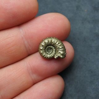 16mm Kosmoceras sp.  Pyrite Ammonite Fossils Callovian Fossilien Russia 3