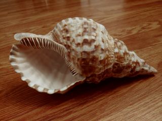 10 " Triton Conch Shell Natural Tritons Trumpet Sea Shell