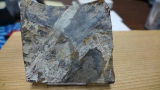Geological Enterprises Paleocene Fossil Leaf,  Ginkgo Cranei North Dakota