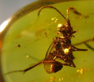 Ensign Wasp Evaniidae {5 Mm}.  Rare & Detailed Fossil Burmite Amber.