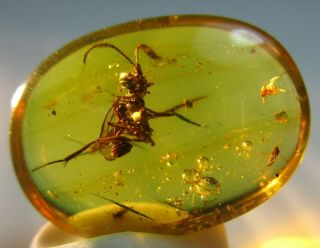 Ensign Wasp Evaniidae {5 mm}.  Rare & Detailed Fossil Burmite Amber. 2