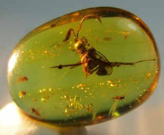 Ensign Wasp Evaniidae {5 mm}.  Rare & Detailed Fossil Burmite Amber. 3