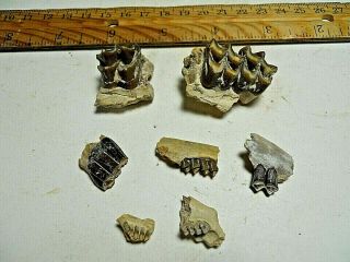 7 Fossil Teeth And Jaw Sections,  White River Formation,  Sd - Oligocene - $25.  00
