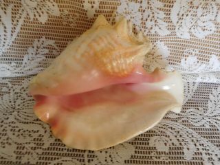Large Pink Queen Conch Sea Shell 9” X 7.  5” Natural Nautical Ocean Beach Decor
