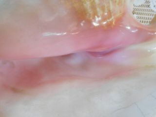 Large Pink Queen Conch Sea Shell 9” x 7.  5” Natural Nautical Ocean Beach Decor 2