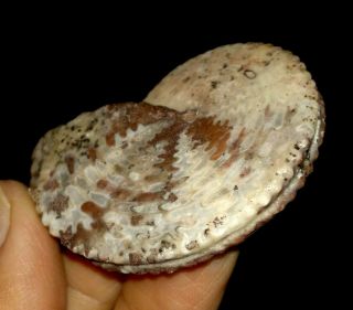 Ammonite,  Propinacoceratidae Fossil From Timor,  43mm