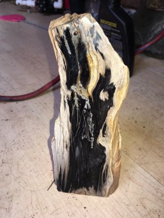 Hand Polished Piece Of Petrified Wood From Pacific Northwest
