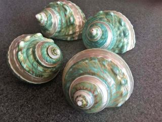 Jade Pearl Banded Turbo Sea Shell Extra Large 3 - 4 Inches