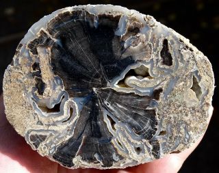 Mw: Petrified Wood - Eden Valley,  Wyoming - Face Polished Limb