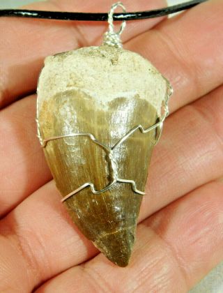 A 100 Million Year Old Mosasaur Wire Wrap Fossil Tooth Pendant 7.  24 E