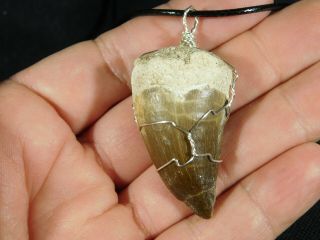A 100 Million YEAR Old Mosasaur Wire Wrap Fossil Tooth Pendant 7.  24 e 2