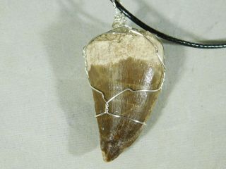 A 100 Million YEAR Old Mosasaur Wire Wrap Fossil Tooth Pendant 7.  24 e 3