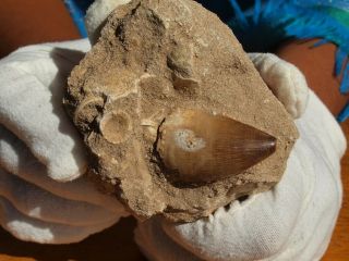 Mosasaur Dinosaur Tooth Fossil With Other Fossils In The Matrix 3.  0 " Inches