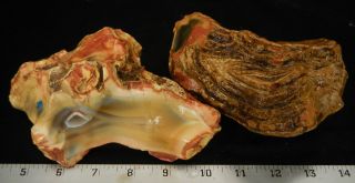 Rm69 - Stock - Agate From Amberjeby,  Madagascar - 3.  5 Lbs - Colorful 5521