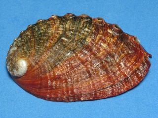 Haliotis Discus (ino,  1952) " Exceptional " Bright Rusty - Red " Beauty (81.  8mm)