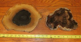 Two Petrified Wood Slabs.  8 - 11 Inches Diameter.  Unknown Wood