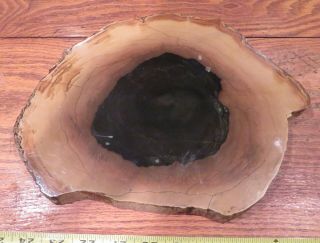 Two Petrified wood slabs.  8 - 11 inches diameter.  Unknown wood 2