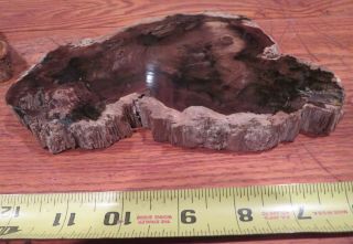 Two Petrified wood slabs.  8 - 11 inches diameter.  Unknown wood 3