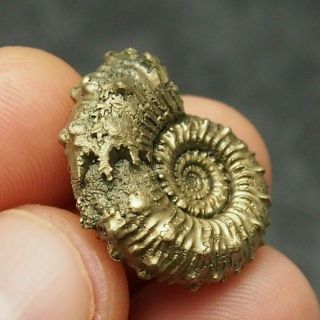 25mm Kosmoceras Sp.  Pyrite Ammonite Fossils Callovian Fossilien Russia