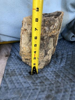 Large Intact Petrified Wood Log Great Details Rings Grain Bark 17 Lbs Lqqk