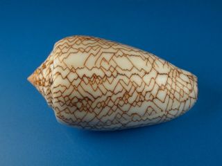 Conus Scriptus,  Pattern,  Very Large,  60.  0mm,  Madagascar Shell