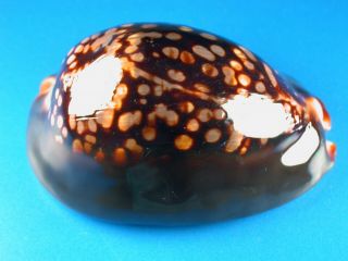 Cypraea Mauritiana,  Pattern,  Heavy,  82.  4mm,  Hawaii Shell