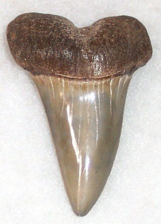 Gorgeous 1 7/8 " Fossil Extinct Mako Shark Tooth