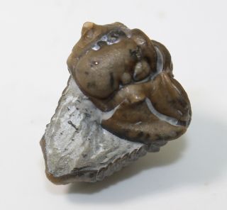 Trilobite,  Calymene Breviceps,  Silurian,  Waldron Shale,  Indiana,  Usa - Eb7591