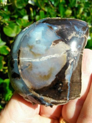 Round Polished Blue Forest Wyoming Petrified Wood Fossil Agate Bark Rings 7.  7oz