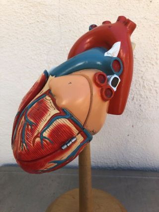 Vintage Denoyer Geppert Anatomical Human Heart Medical Teaching Display