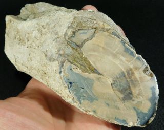A Big Highly Agatized Blue Forest Petrified Wood Fossil From Wyoming 842gr E