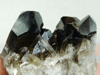 Ten Points On This Larger Smoky Quartz Crystal Cluster From Brazil 535gr