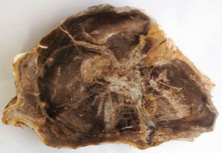 Large,  Polished,  Thick Nevada Petrified Wood Round - Conifer - End Cut