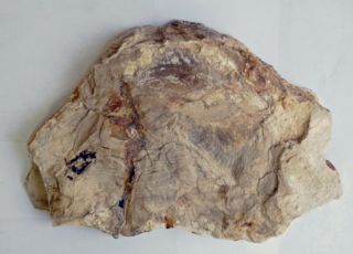 Large,  Polished,  Thick Nevada Petrified Wood Round - Conifer - End Cut 2
