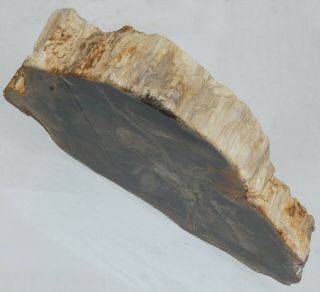 Large,  Polished,  Thick Nevada Petrified Wood Round - Conifer - End Cut 3