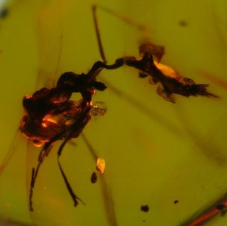 Primitive Strange Unknown Ant 5.  2 Mm W Large Mandibles.  Fossil In Burmese Amber