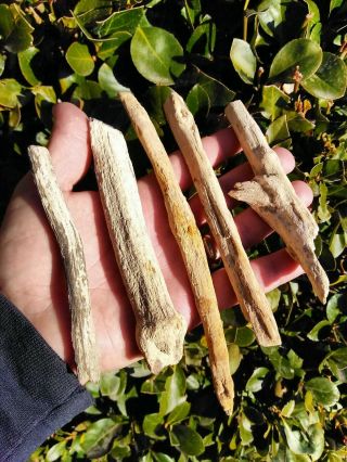 Five (5) Owyhee Oregon Agate Petrified Wood Round Limbs Rings Knot Bark 8.  3oz