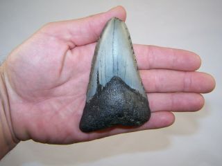 4.  09 Inch Megalodon Fossil Shark Tooth Teeth - 5.  2 Oz - Not Dinosaur