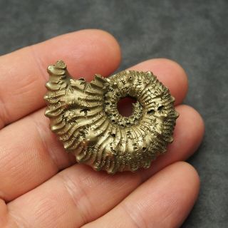 45mm Kosmoceras Sp.  Pyrite Ammonite Fossils Callovian Fossilien Russia